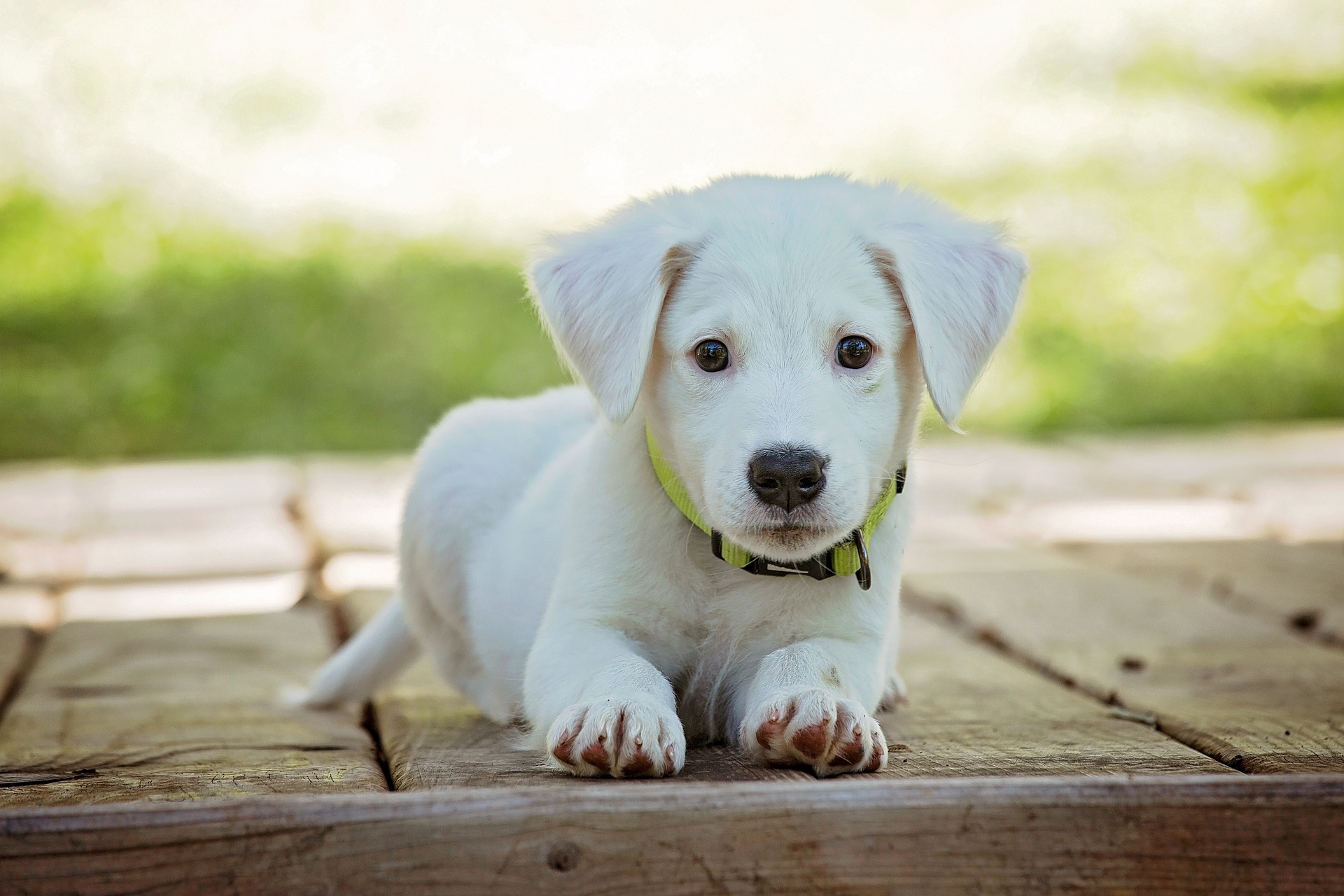 Jak krmit štěně: 6 věcí, na které si dát pozor