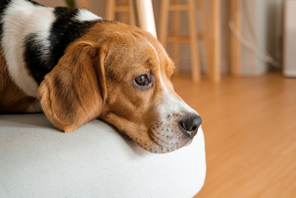 Výcvik psa: Jak překonat traumata a úzkosti u vašeho pejska?