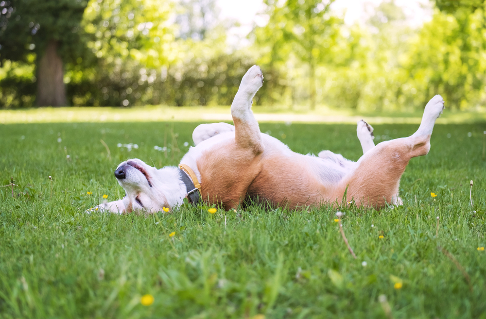 Tajemství psího ráje: Proč se psi válí v trávě?